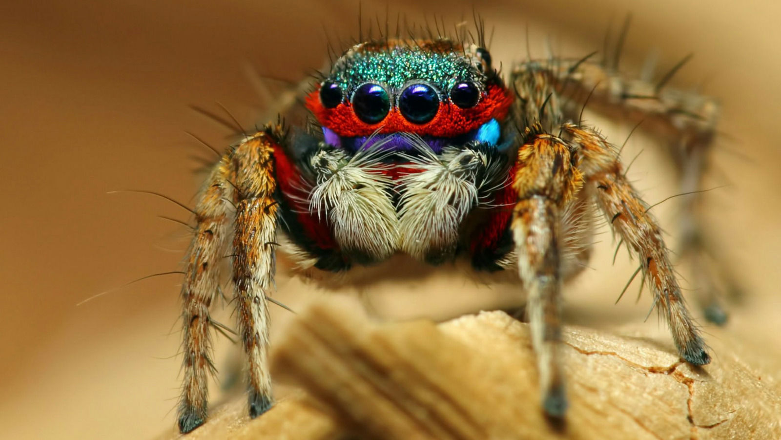 Wallpaper #e2dv9JIBSpphPi3-JXru15 10 Types of Spiders You Might Commonly See in Your Home