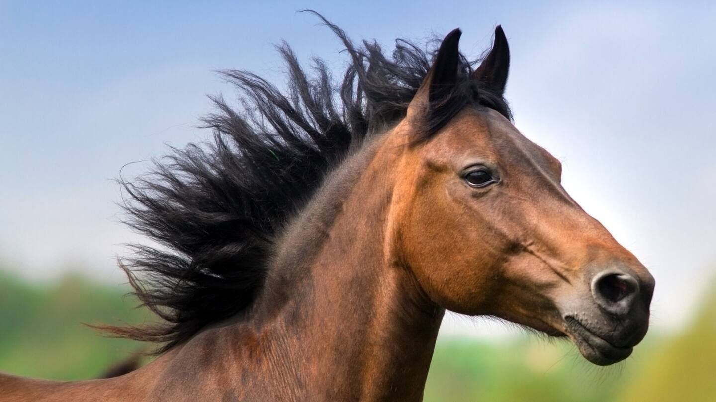 Wallpaper #YOpmVZMBlwTYPL18sg1d265 Horse That Ran Away with Herd of Wild Mustangs 8 Years Ago Reunited