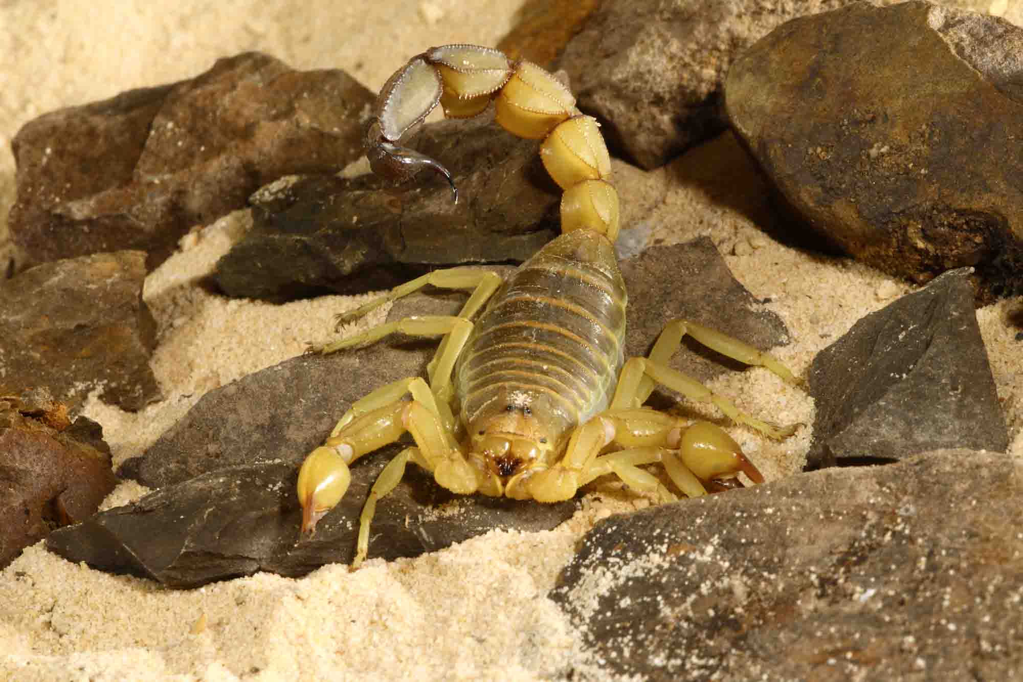 Wallpaper #YPQzOZMBKFX8bn3rnnbQ133 9 Most Venomous Scorpions in the World Wildlife Explained