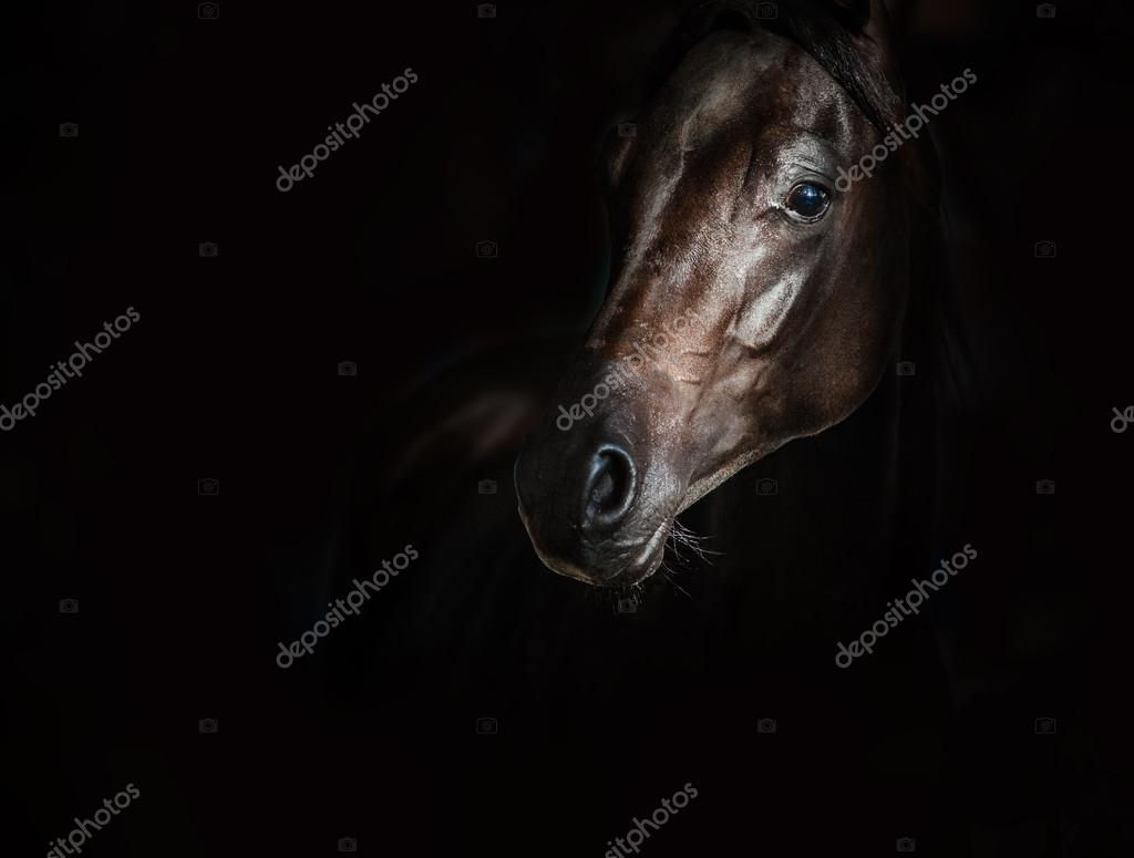 Wallpaper #-x2ULJMBlOZrFDOkz8qk257 Arab Horse Wallpaper