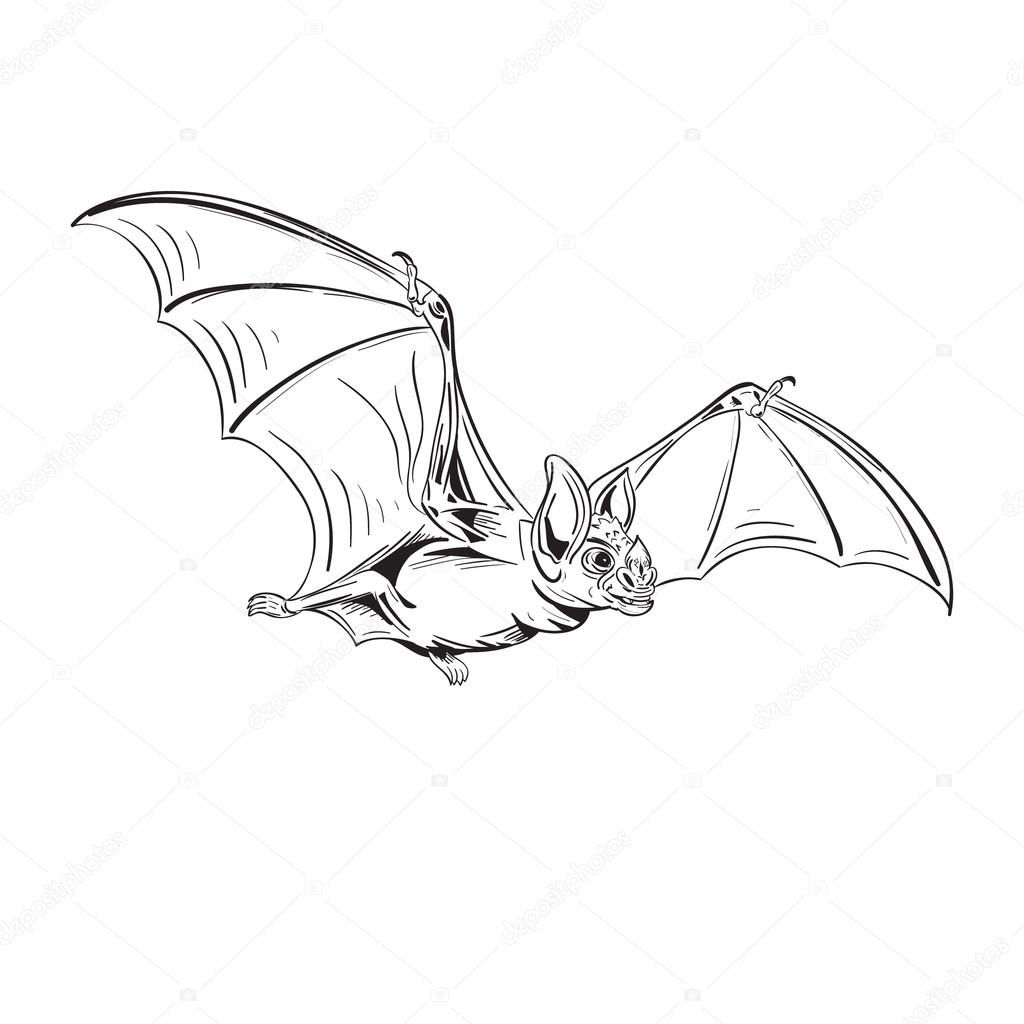Wallpaper #r3KDMpMBX2lk1u3ogFrF191 Flying Vampire Bat