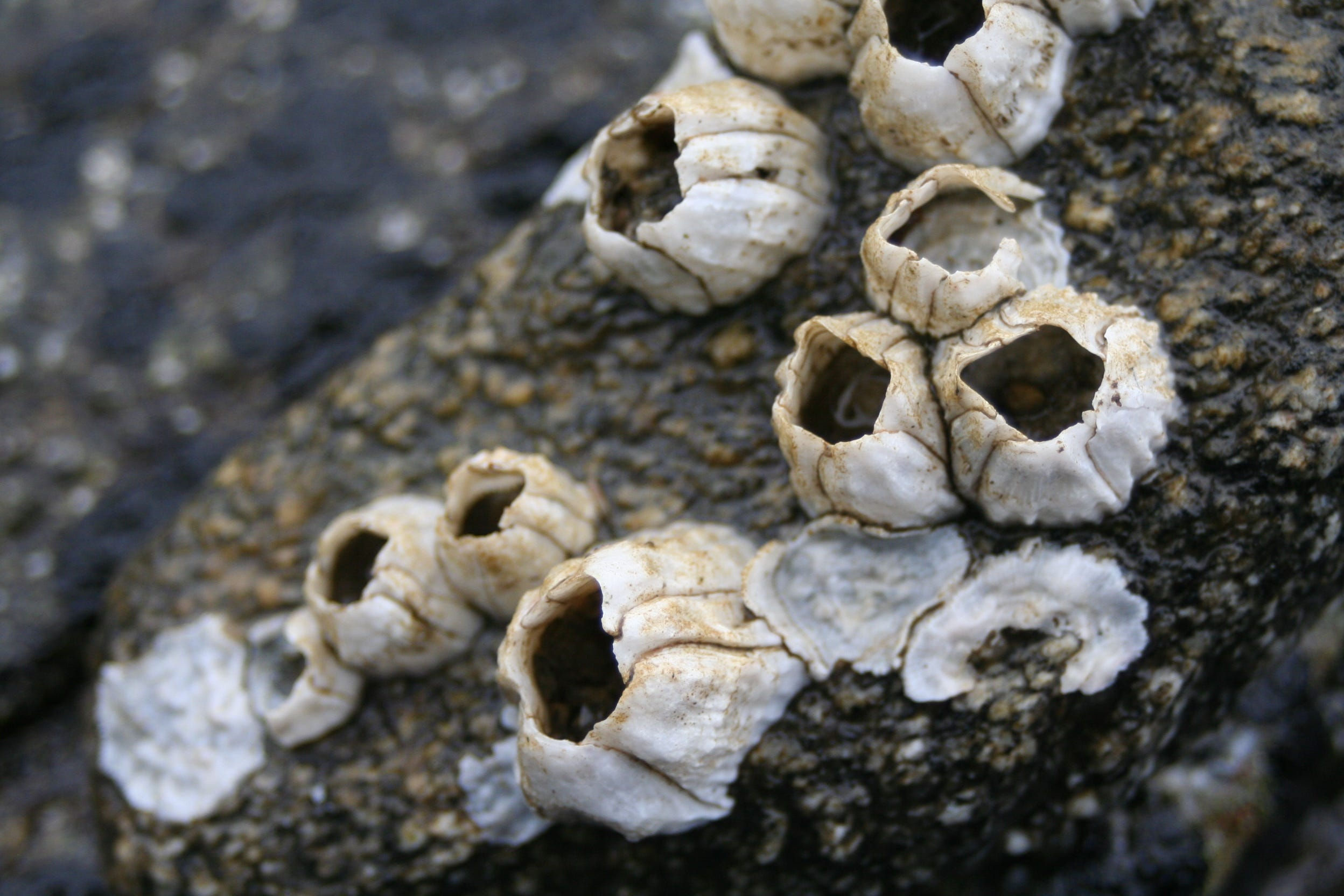 Wallpaper #1E397 Barnacles on Rocks Important Wallpapers