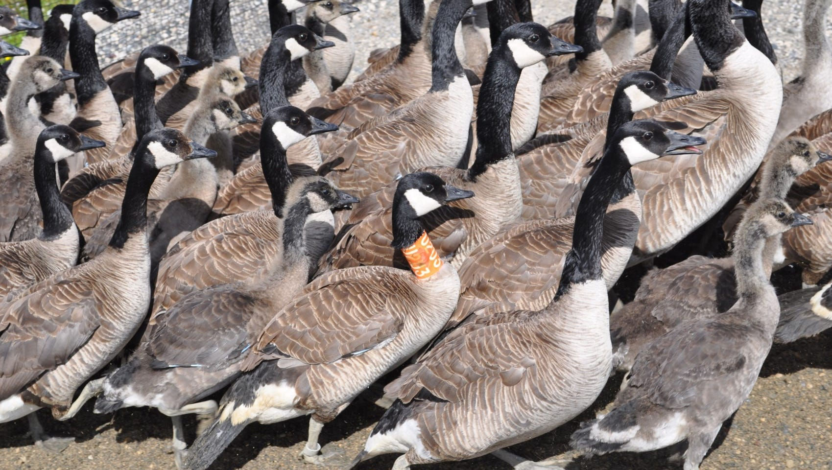 Wallpaper #4334F Canada Goose Migration a Complete Guide Birdfact