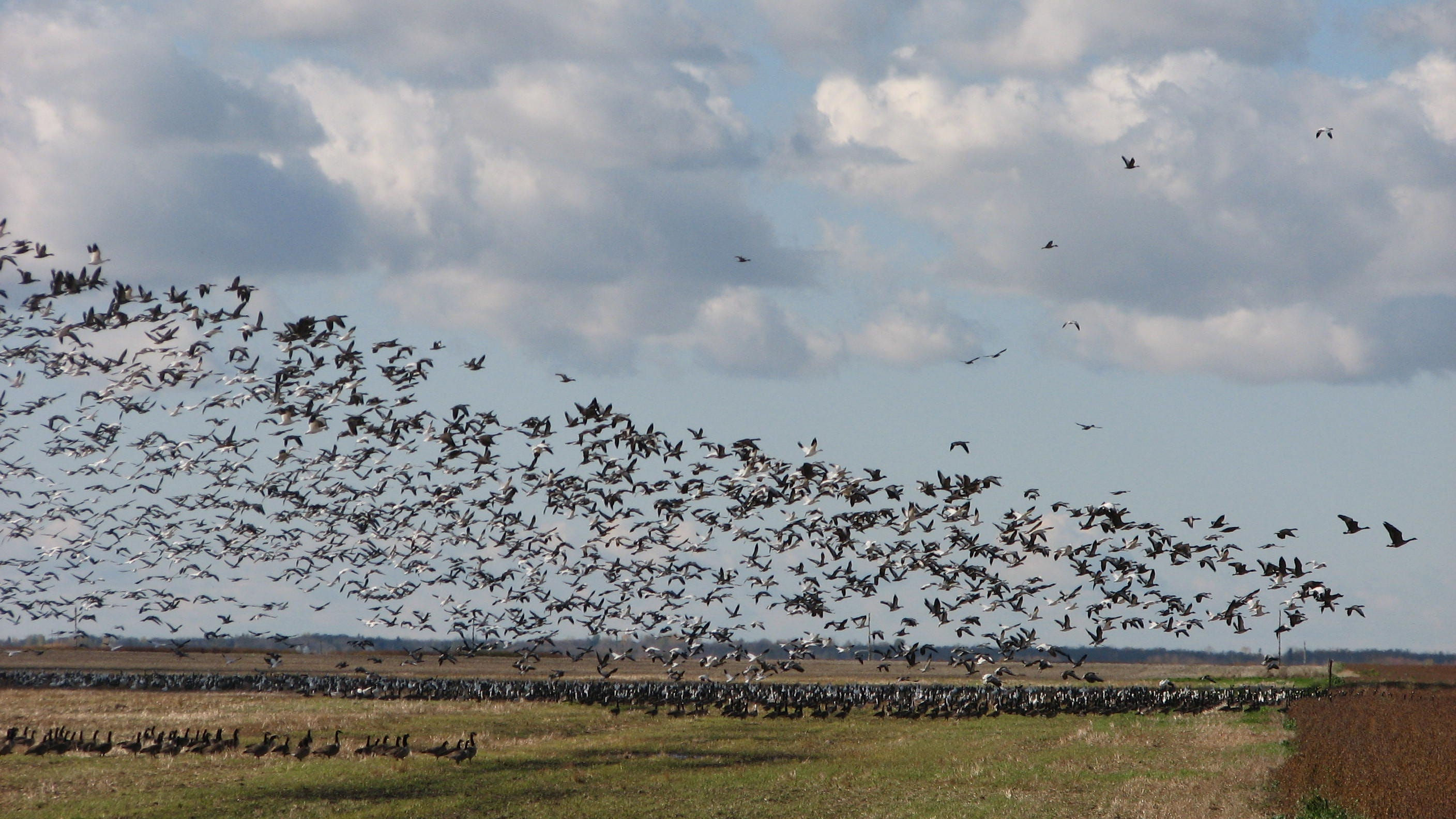 Wallpaper #4334F Canada Goose Migration a Complete Guide Birdfact