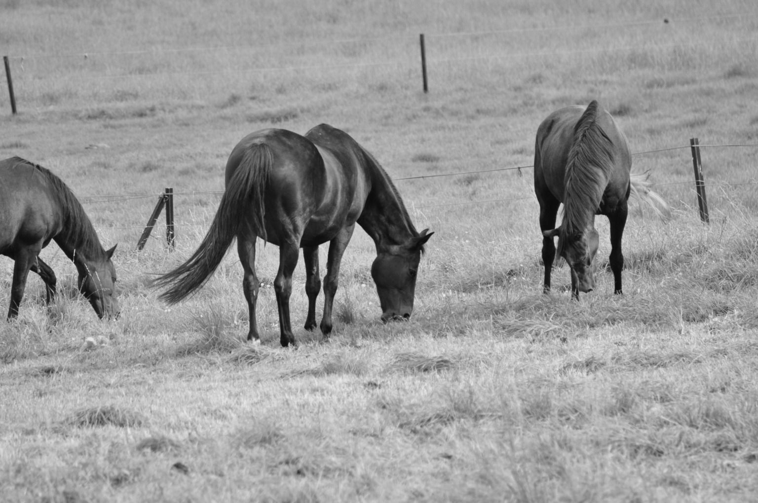 Wallpaper #CR2YLJMBlOZrFDOk0ssm55 Black Horses Grazing Cc0photo
