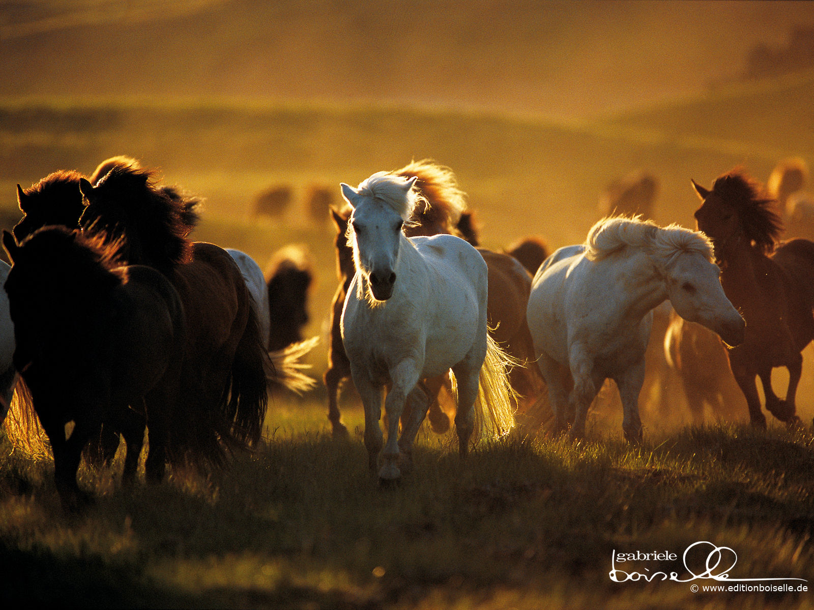 Wallpaper #Gx2aLJMBlOZrFDOk68sw351 Horse Wallpaper Horses Wallpaper 1899058 Fanpop