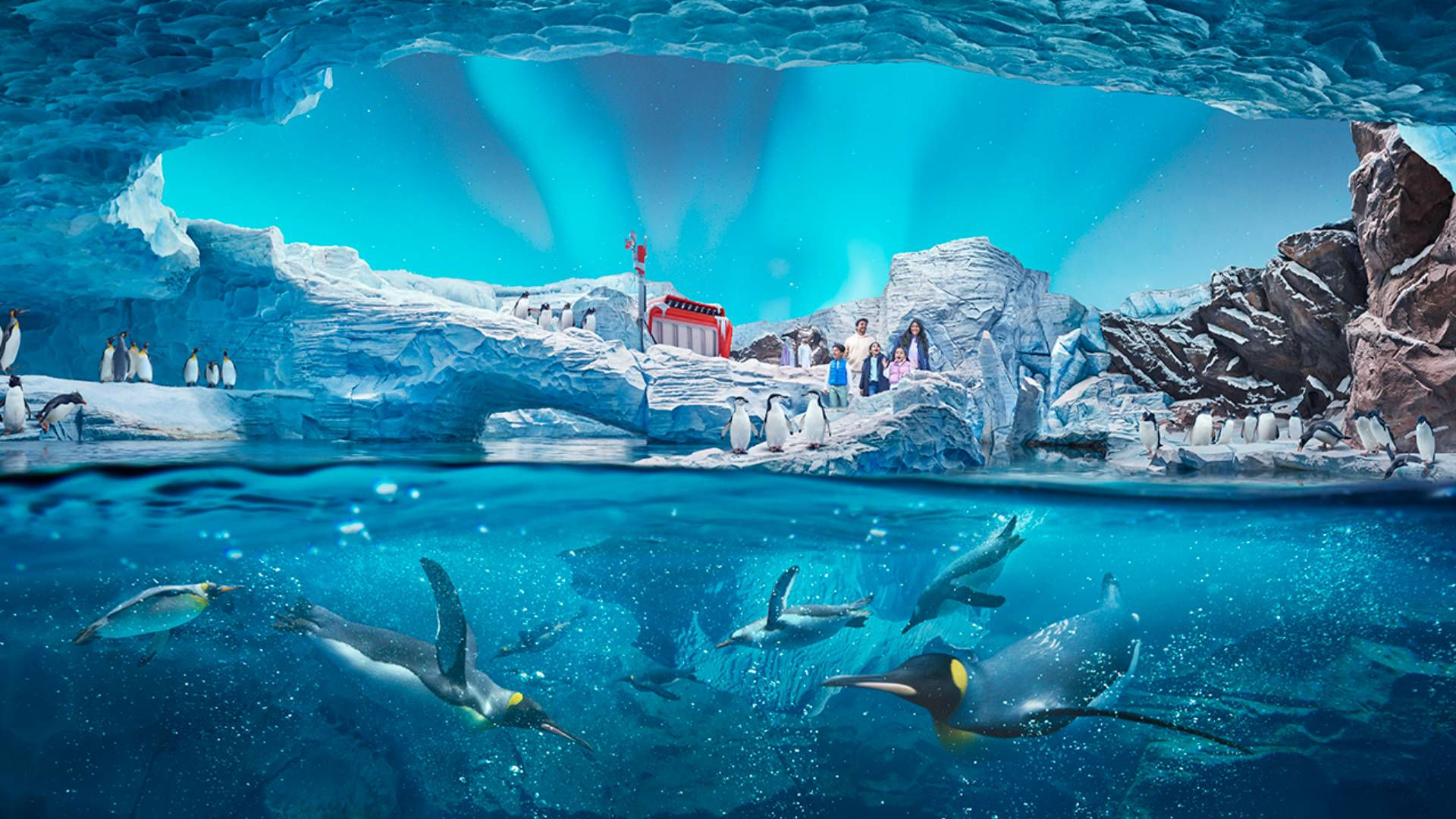 Wallpaper #8miYGpMBSpphPi3-dBwa310 5 Reasons Why Seaworld Abu Dhabi is Making Waves on Yas Island Uae Times