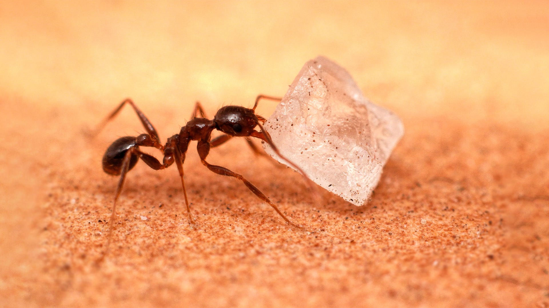 Wallpaper #9Sz7SZMB0E1QgA7wY_R5435 Common Sugar Ant Questions and Steps to Get Rid of Them