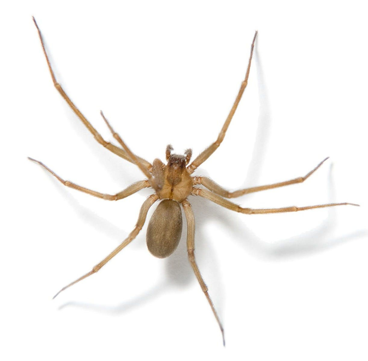 Wallpaper #dmevDpMBSpphPi3-H-tz316 Brown Recluse Spider Facts Brown Recluse Spide Control Terro