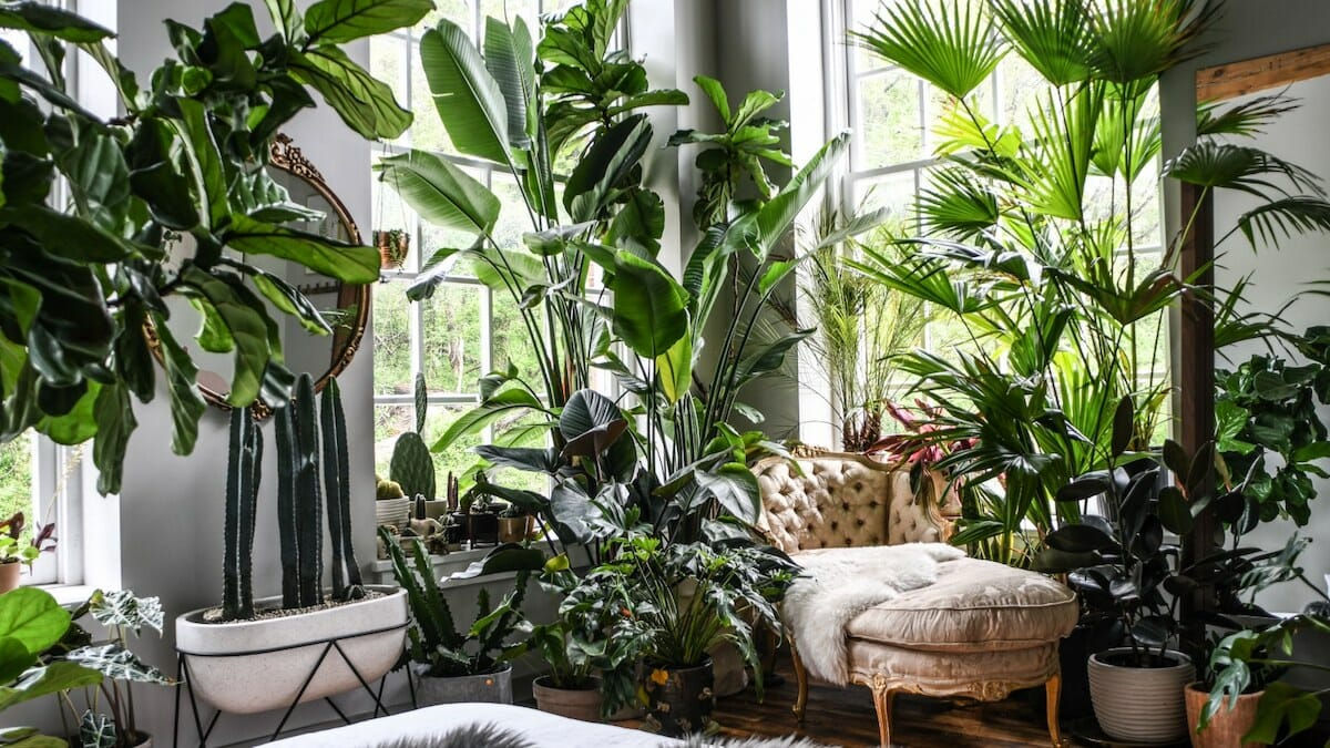 Wallpaper #b5610 30 Pretty House Plants Ideas for Living Room Decoration Living Room