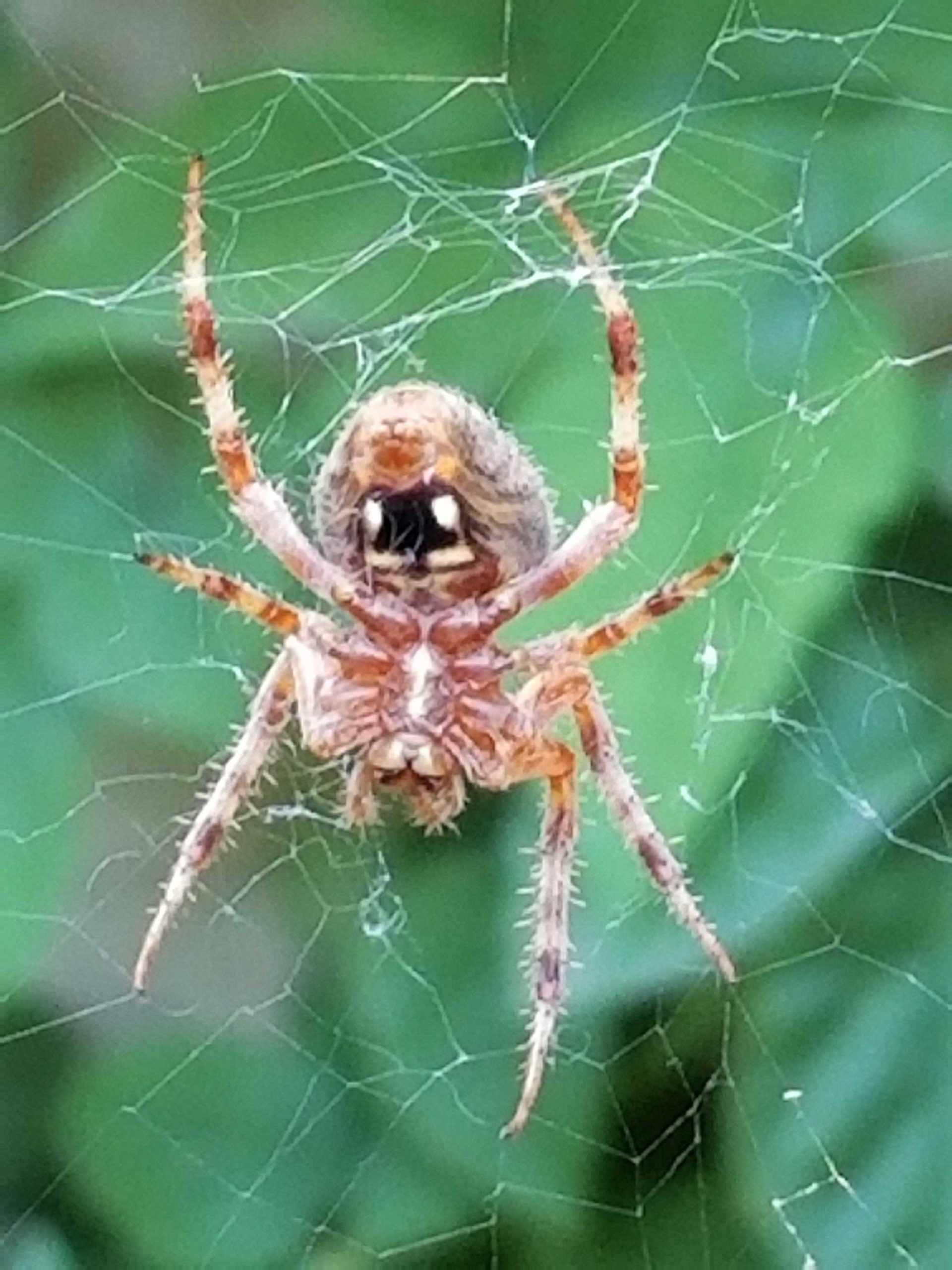 Wallpaper #GvSnOZMBKFX8bn3rXXez108 Orbweaver Garden Spider Sunnyvale Garden