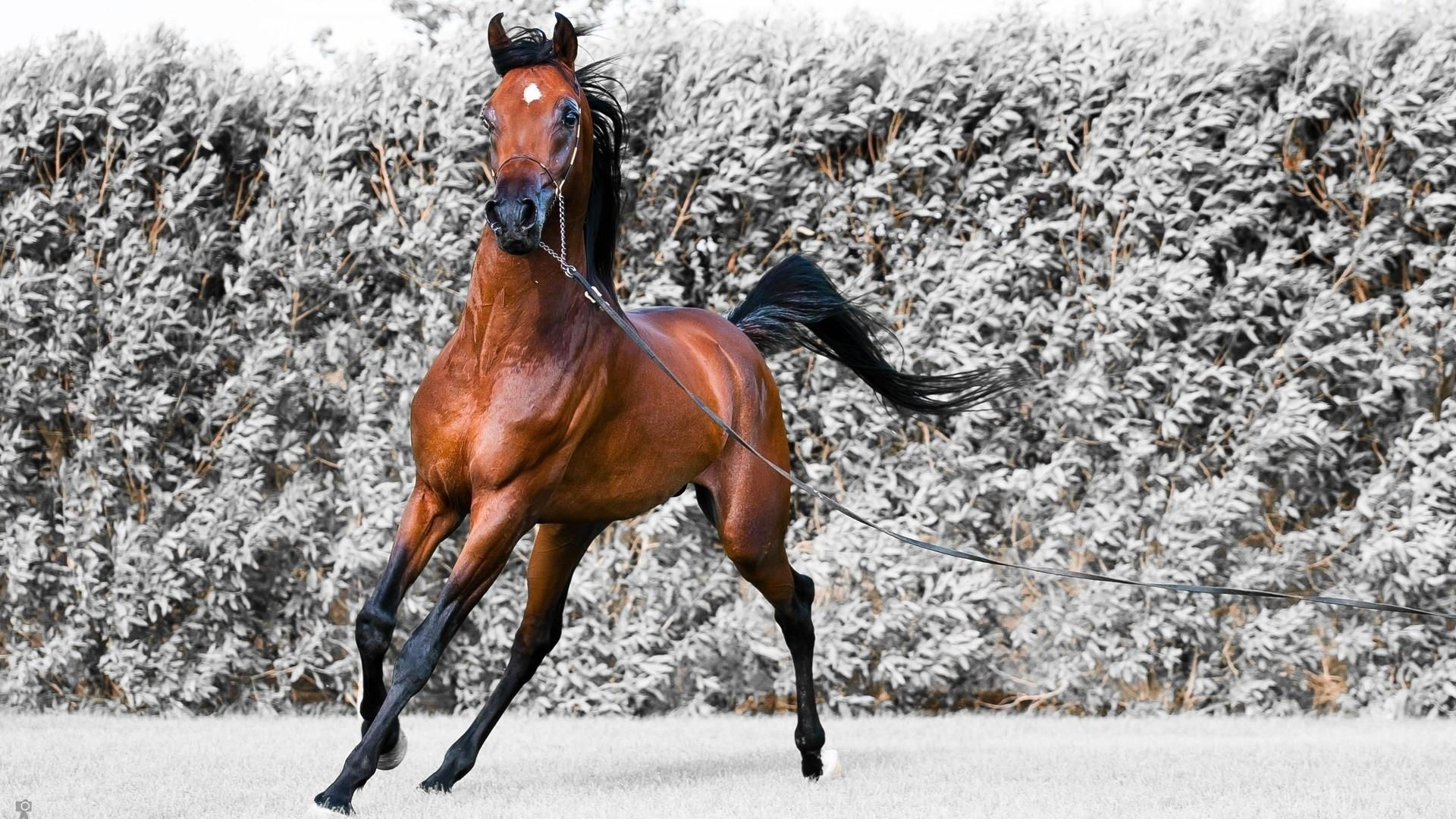 Wallpaper #-x2ULJMBlOZrFDOkz8qk280 Animals Horses Brown Equestria Arabian Horse Wallpaper 83683