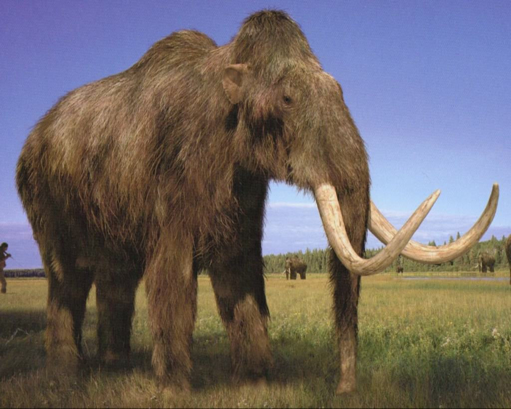 Wallpaper #Yh2rLJMBlOZrFDOkw8sX340 10 Extinct Creatures Thought to Still Be Alive