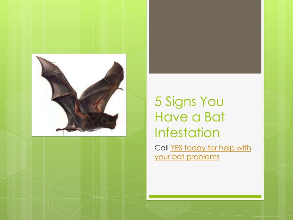 Wallpaper #i2hQGZMBSpphPi3-jRYc58 5 Signs You Have a Bat Infestation Call Yes Today for Help with Your