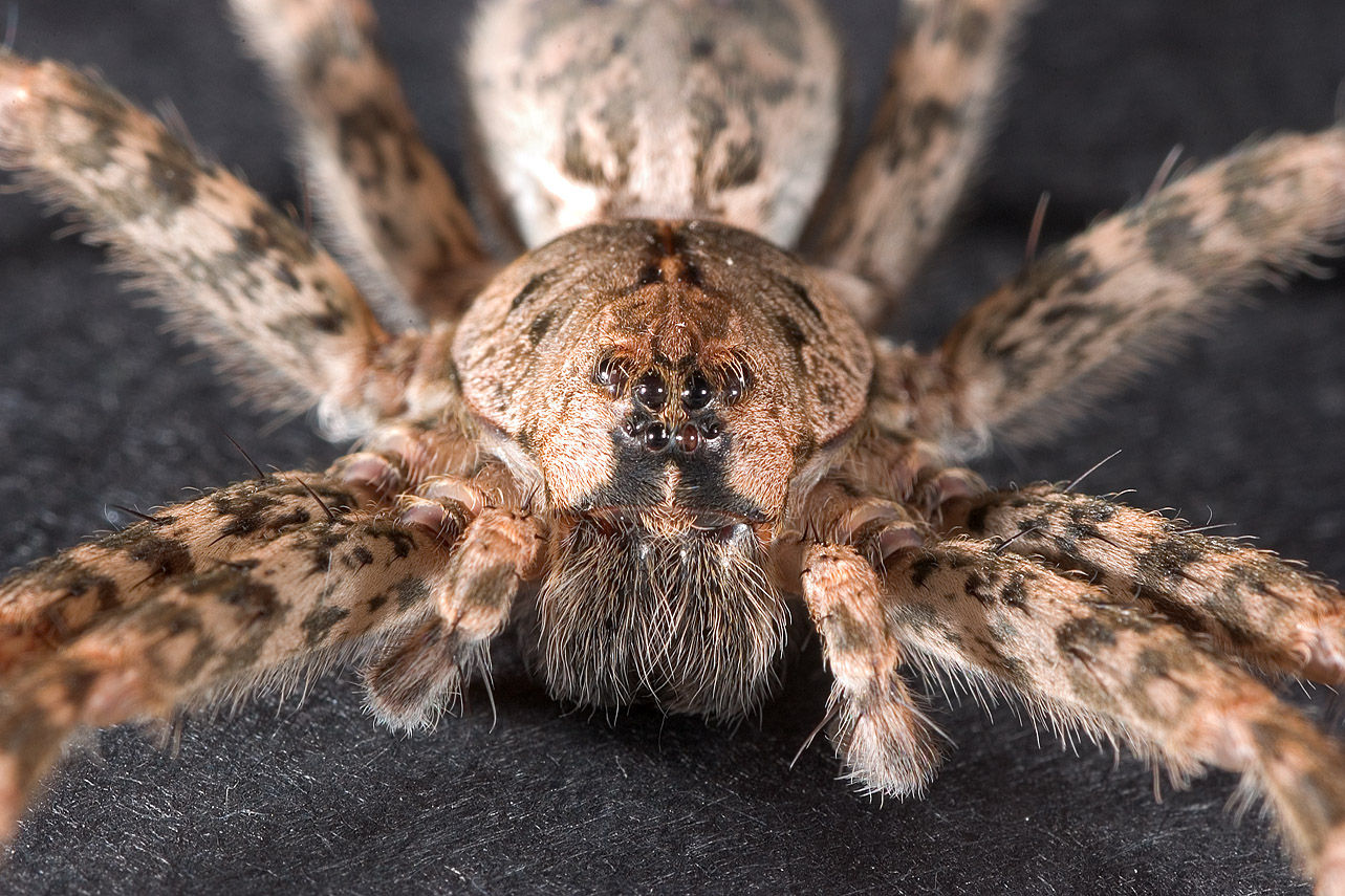 Wallpaper #1vQOOpMBKFX8bn3r-3fK341 Big Scary Spider