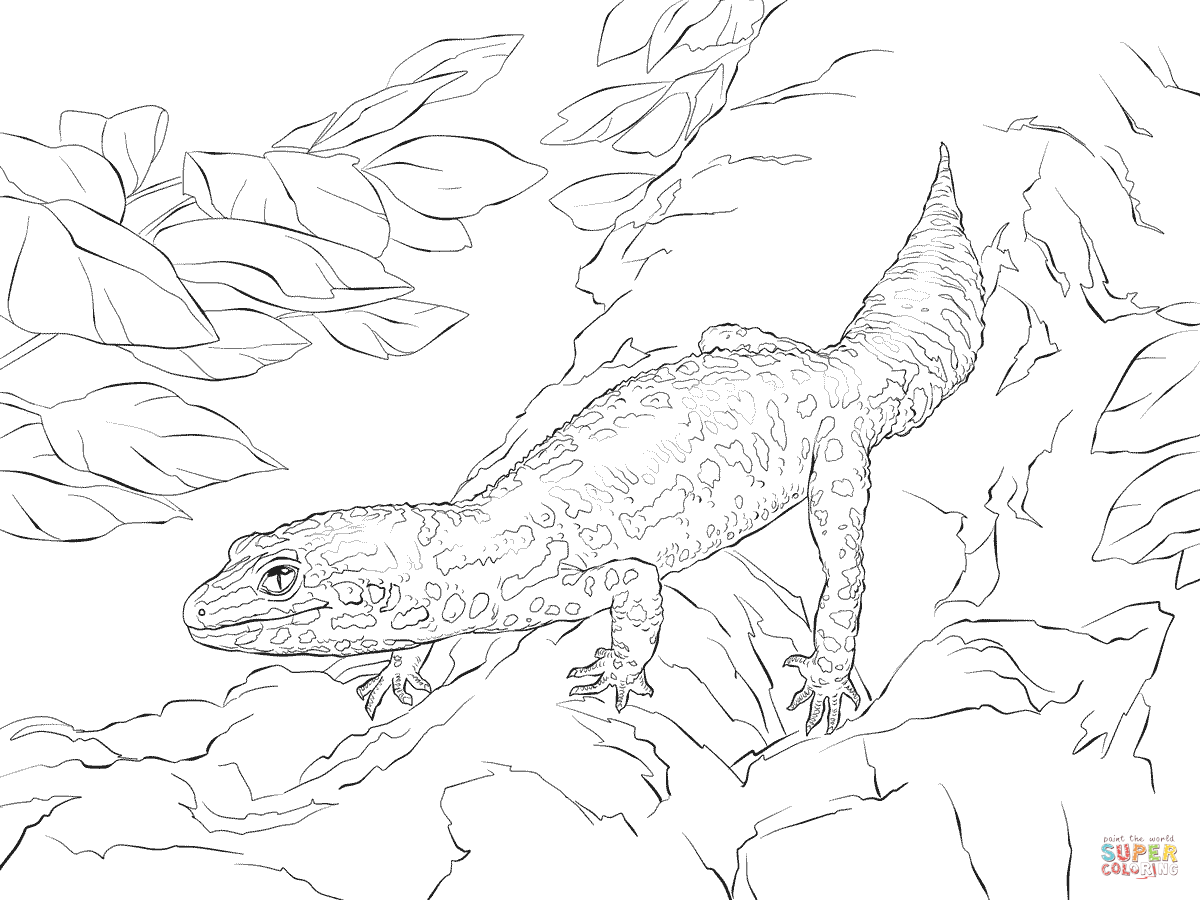Wallpaper #Pu90S5MBMN-XEVvVzTu2135 Realistic Leopard Gecko Coloring Page Free Printable Coloring Pages