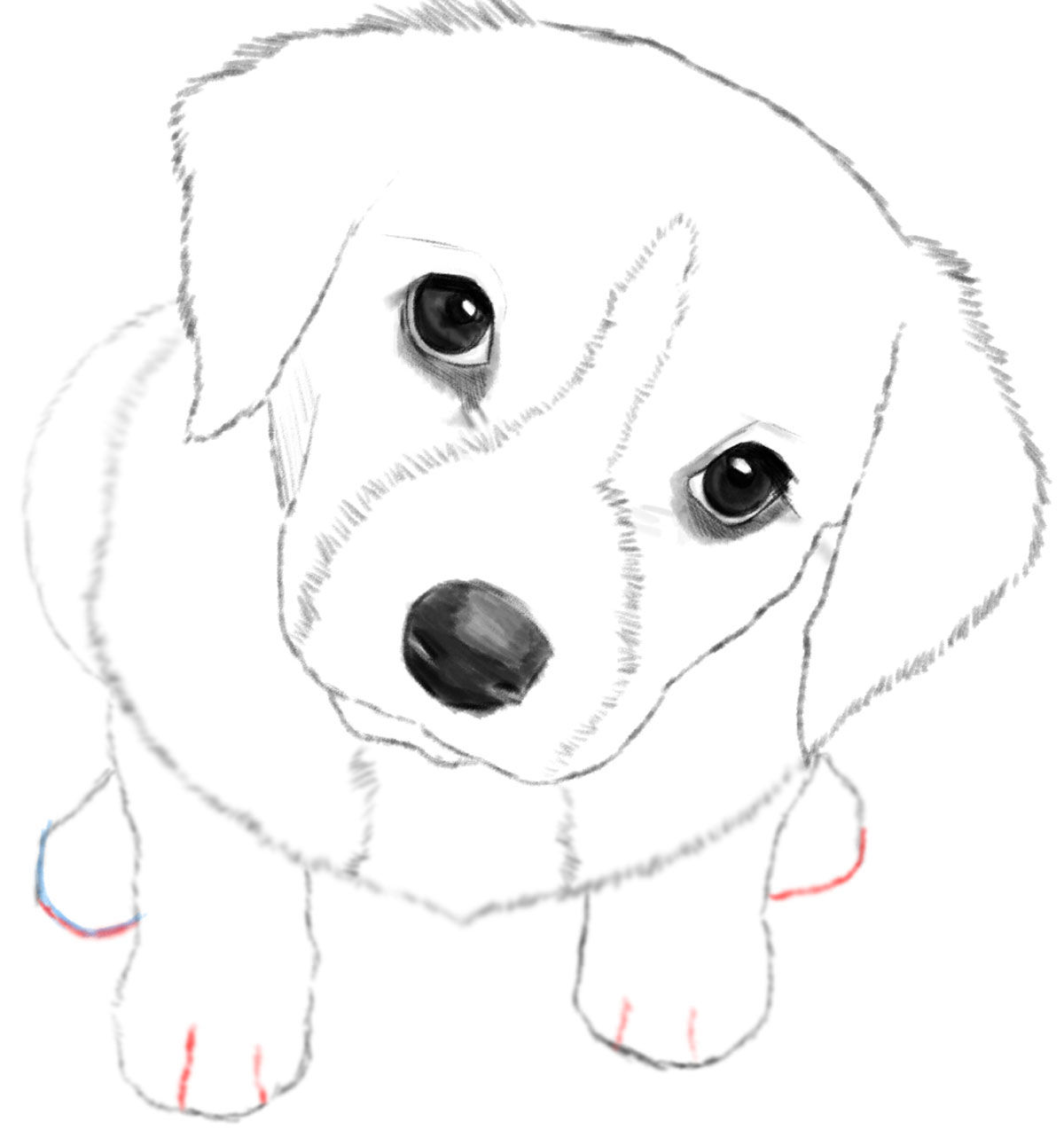 Wallpaper #80aInpcBh-zKMCtLZV8a156 How to Draw a Dog with Pencil at Thomas Simpson Blog