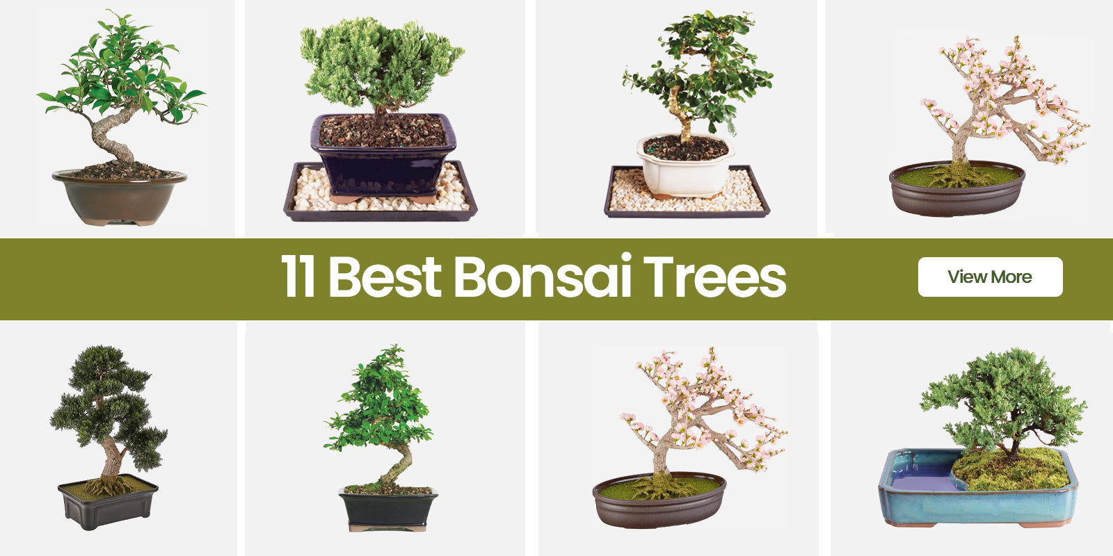 Wallpaper #jWdLE5MBSpphPi3-Rv-o153 The 11 Best Bonsai Trees for 2023 Rugknots