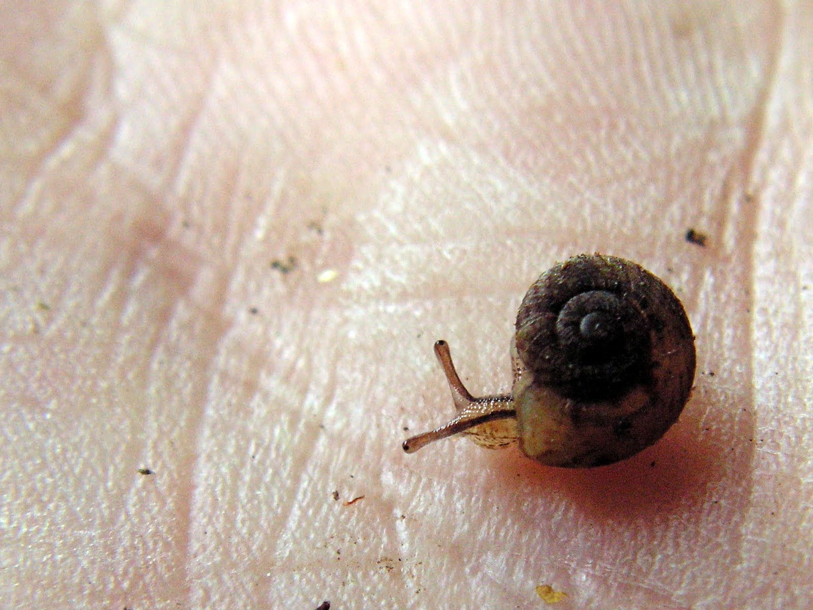 Wallpaper #7DE0NZMB5zzyi_yYk1WD388 The Atavism Sunday Spinelessness How Snails Conquered the Land