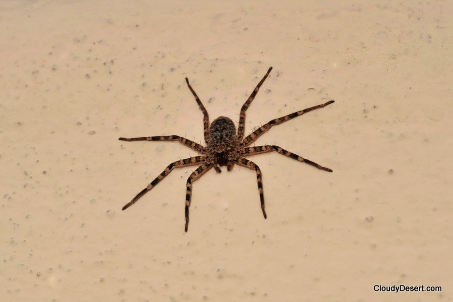 Wallpaper #0py84pIBZHQxiYarPcGv71 Cloudydesert the Spider Climbing Down the Wall