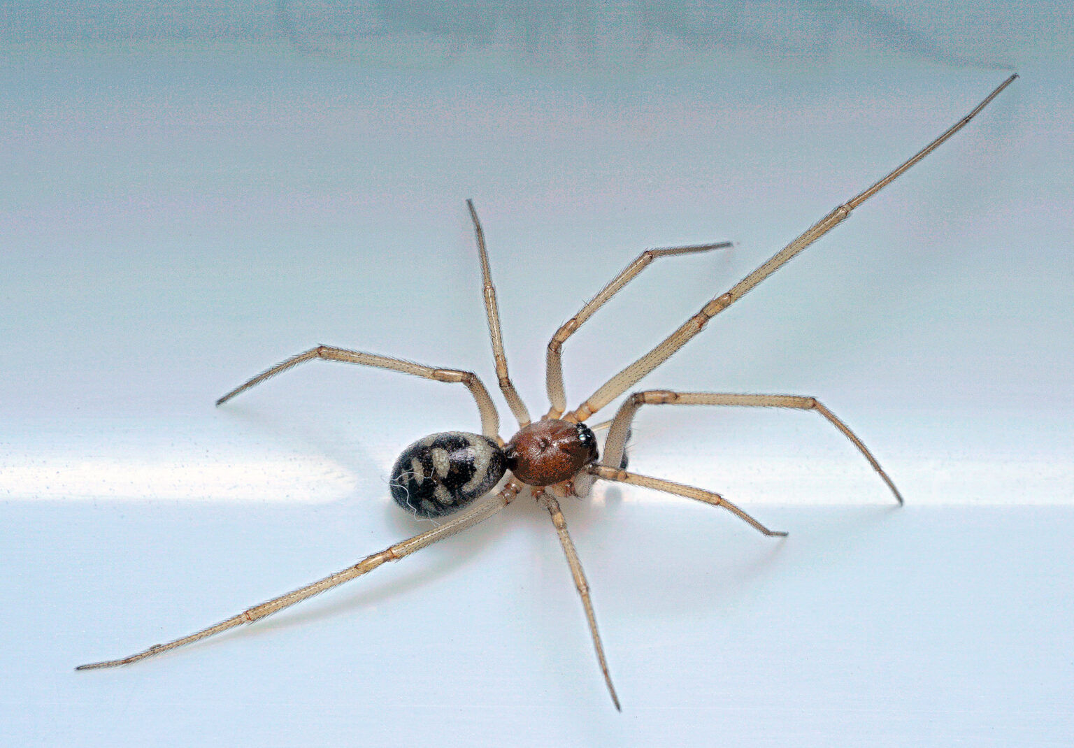 Wallpaper #zpwf4pIBZHQxiYarj74D515 Types of Spiders at Home Why Are There Spiders at Home and What Are They