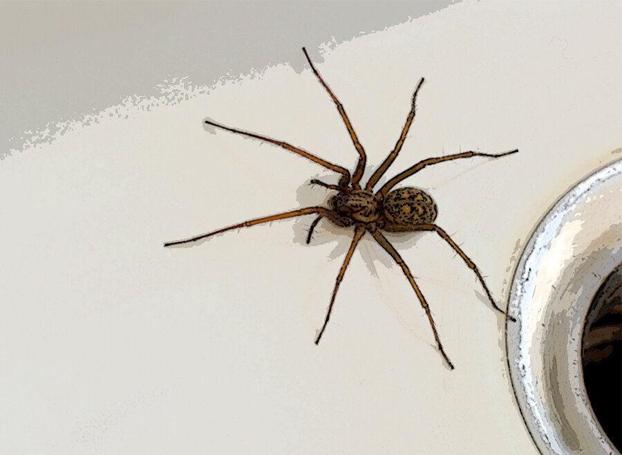 Wallpaper #ce6bd Giant Spider on the Ceiling of an Abandoned Psychiatric Hospital R