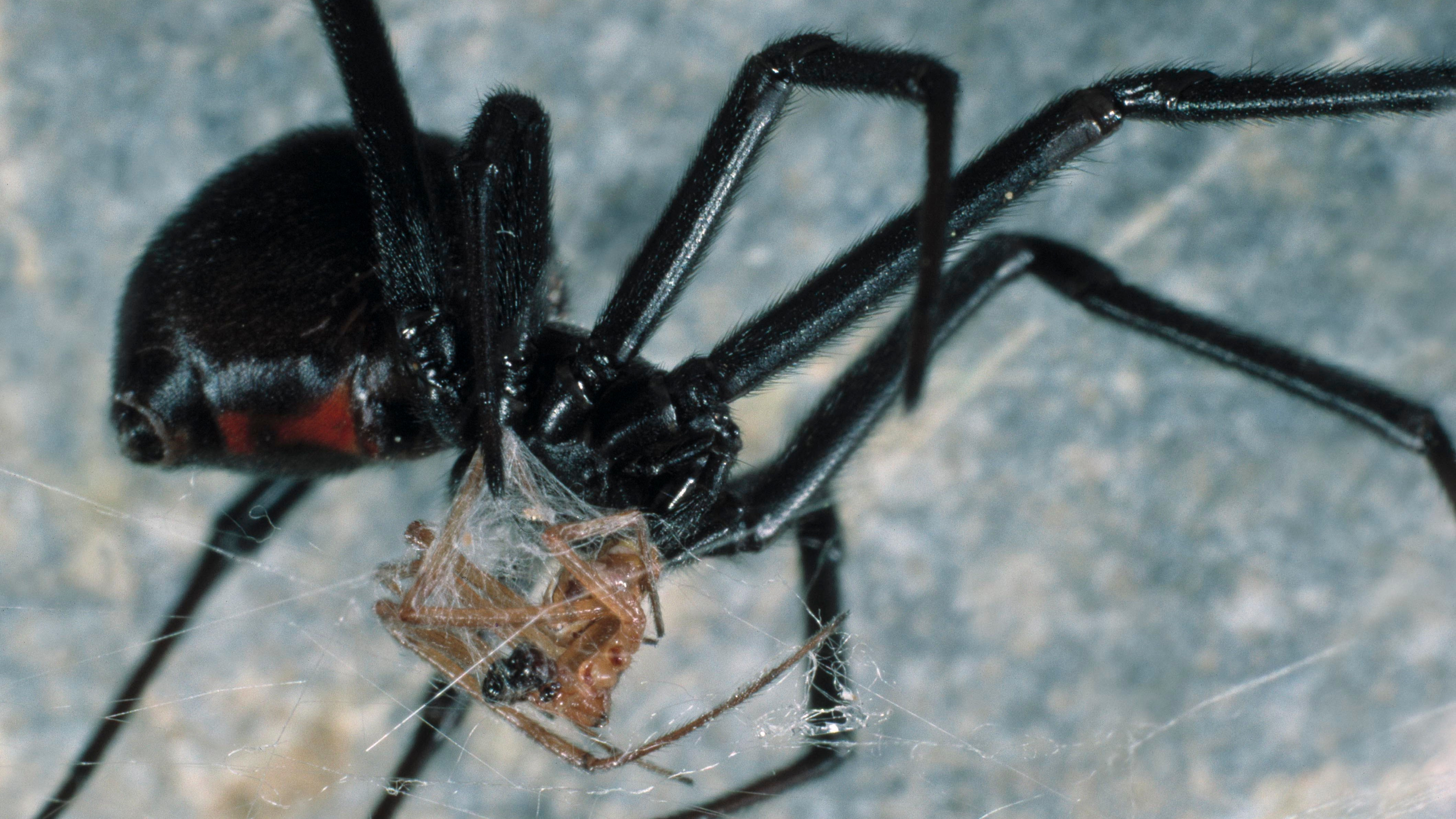 Wallpaper #5vQUOpMBKFX8bn3rPHdj290 Poisonous Black Widow Spider Discovered in Camper Van Imported from