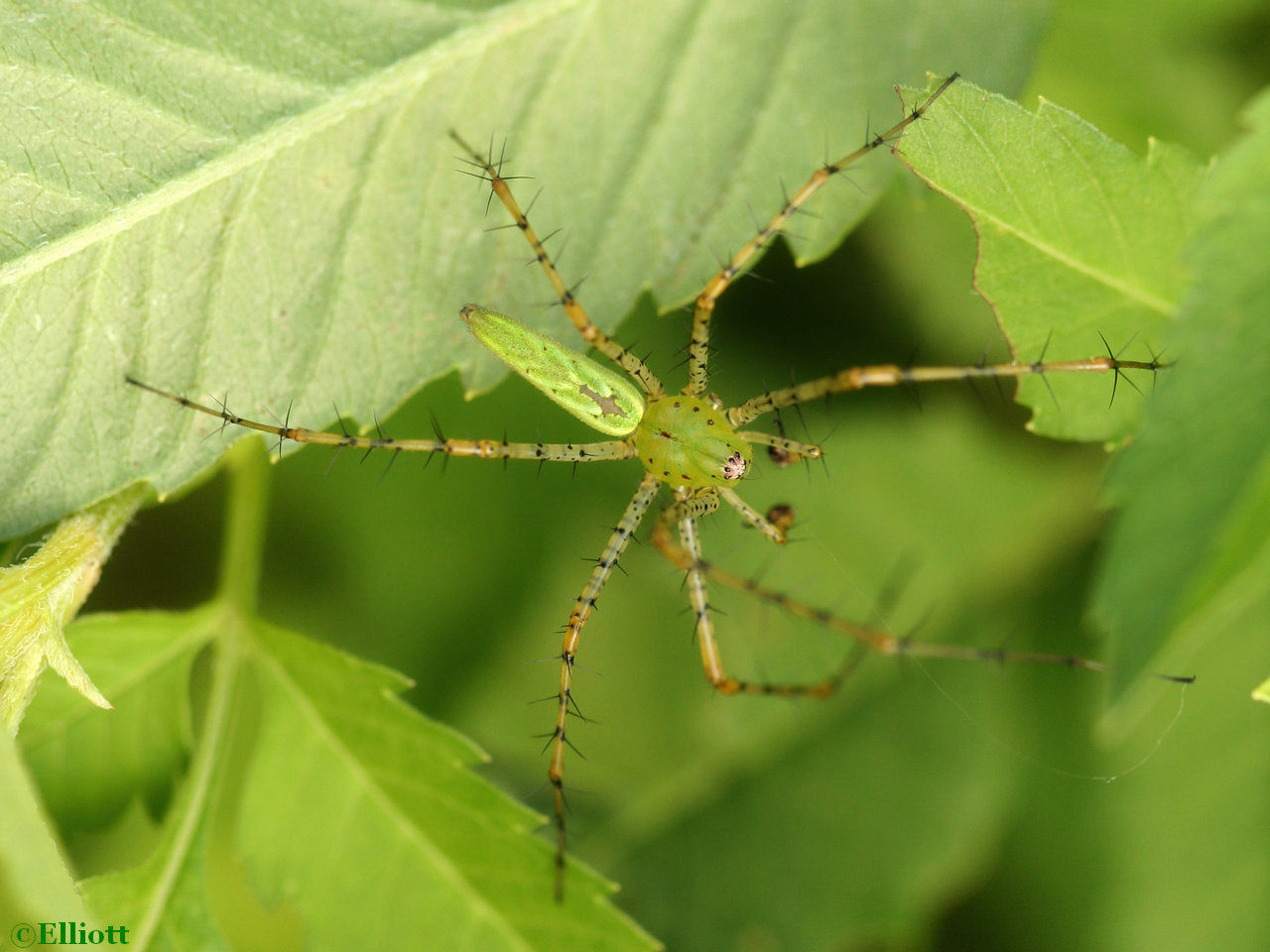 Wallpaper #-vQcOpMBKFX8bn3rt3dJ219 Green Lynx Spider North American Insects Spiders