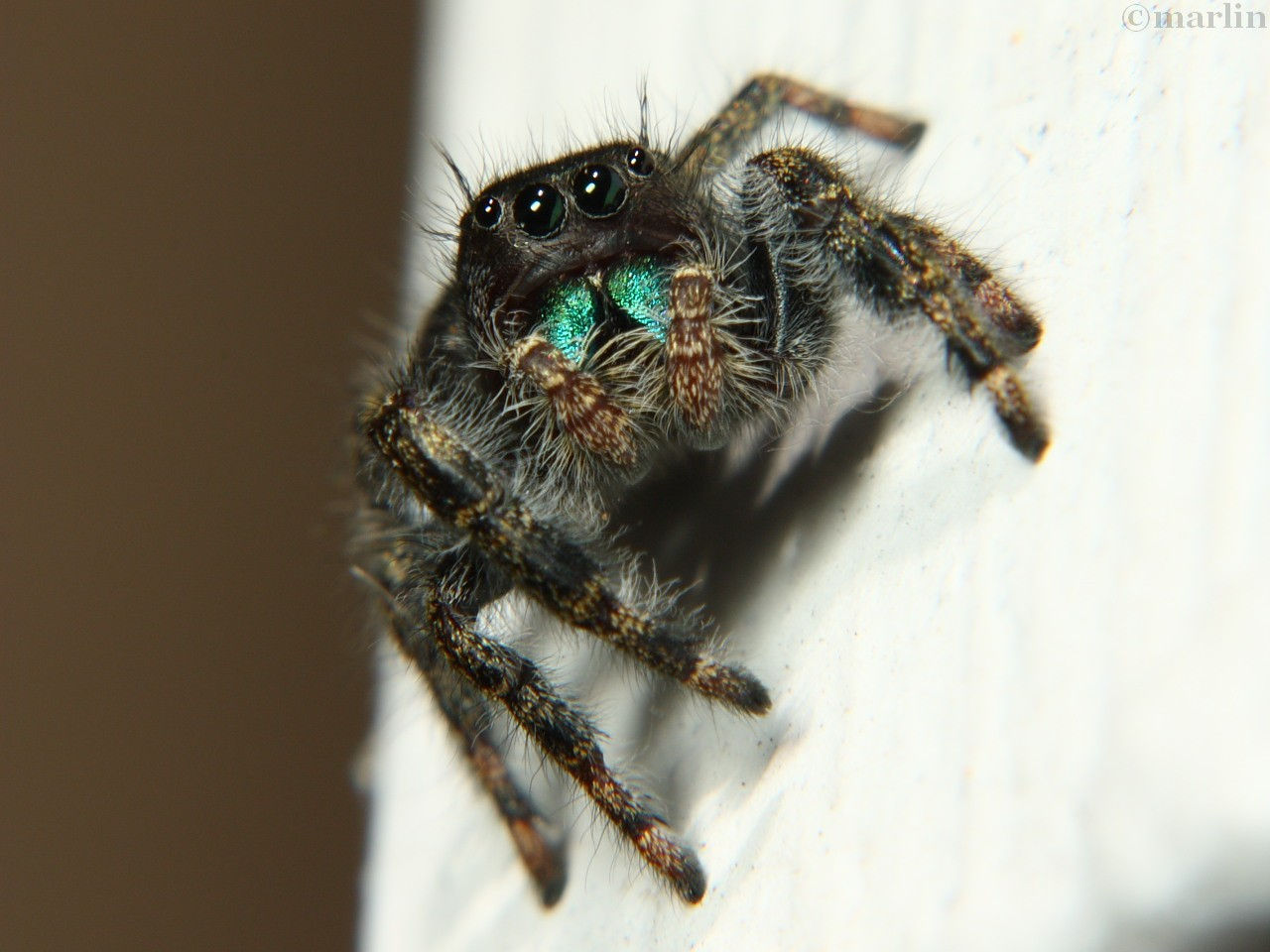 Wallpaper #e2dv9JIBSpphPi3-JXru269 Phidippus Audax Auber Sans La Peur