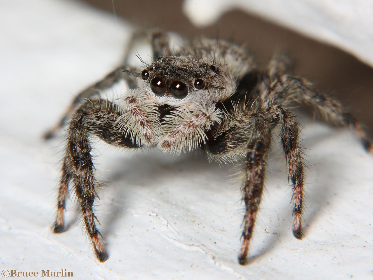 Wallpaper #e2dv9JIBSpphPi3-JXru120 Jumping Spider Platycryptus Undatus North American Insects Spiders