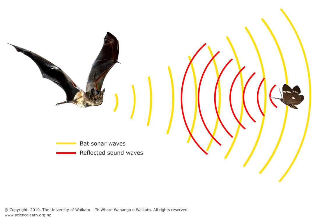 Wallpaper #_wPZZZMBpyOg8YnEa9km328 Bat Echolocation Science Learning Hub