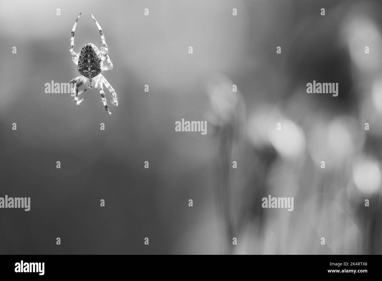 Wallpaper #HGcYCpMBSpphPi3-btPW169 Cross Spider Shot in Black and White Crawling on a Spider Thread