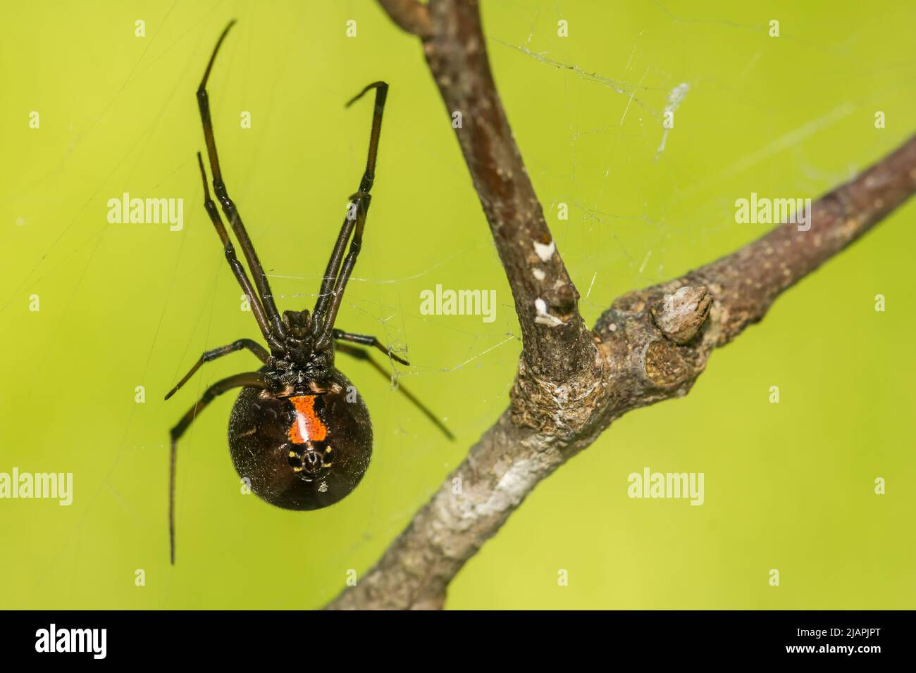 Wallpaper #5vQUOpMBKFX8bn3rPHdj111 Southern Black Widow Spider Latrodectus Mactans Stock Photo Alamy