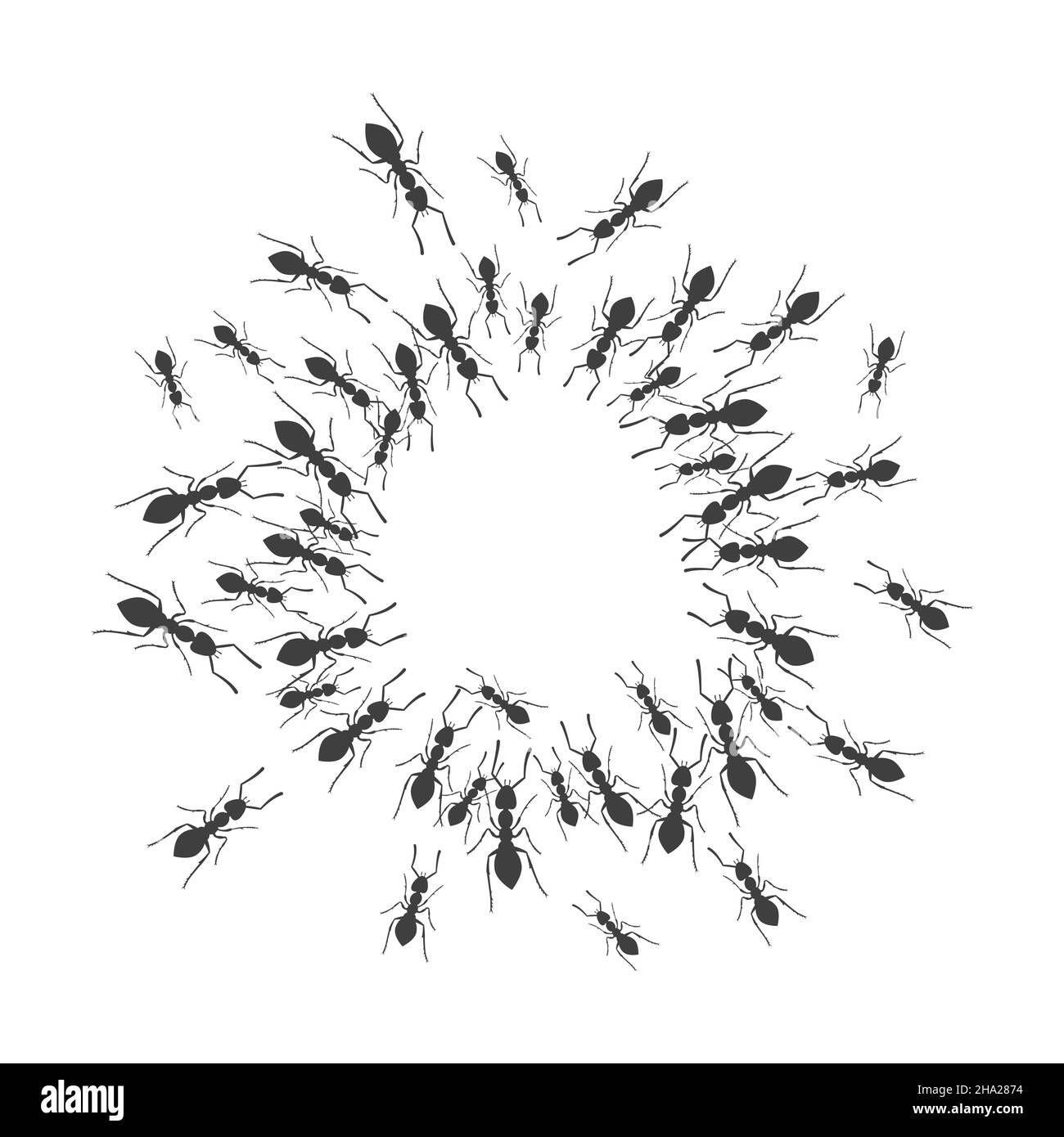Wallpaper #9Sz7SZMB0E1QgA7wY_R5307 Ant Colony Illustration Black and White Stock Photos Images Alamy