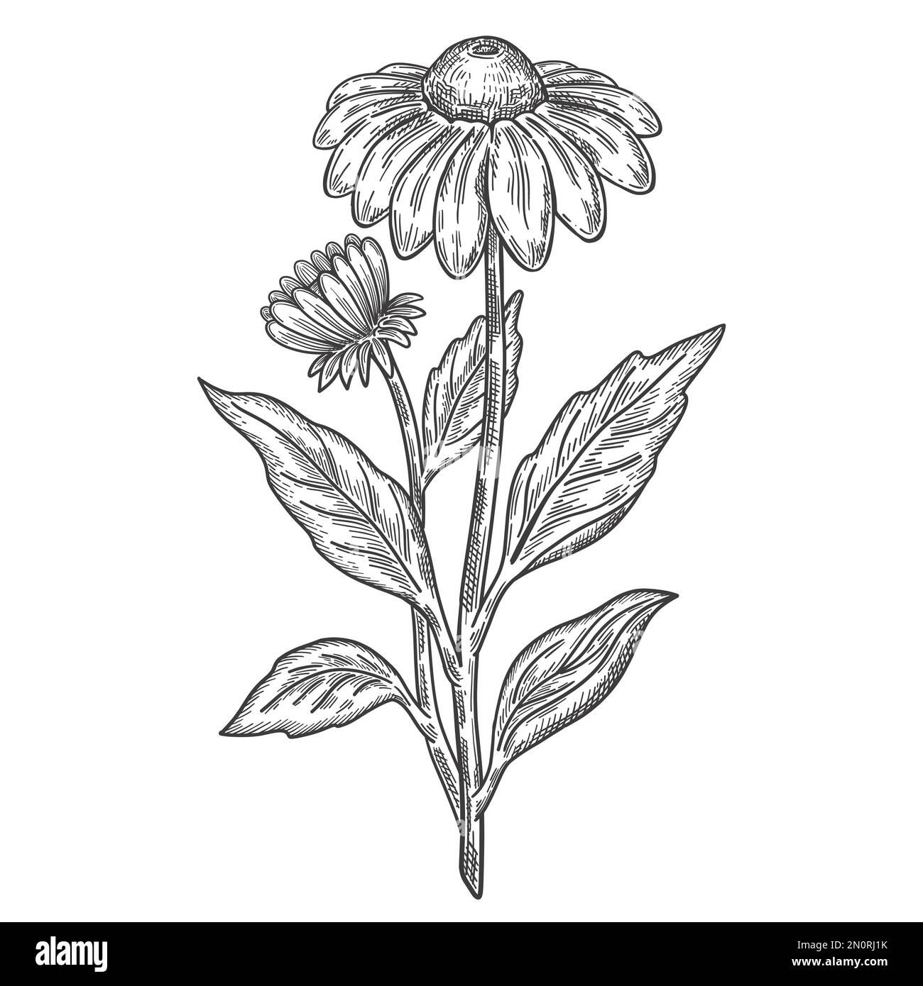 Wallpaper #dJ_uWZMBcUVgGJNourKr435 Echinacea Stock Vector Images Alamy