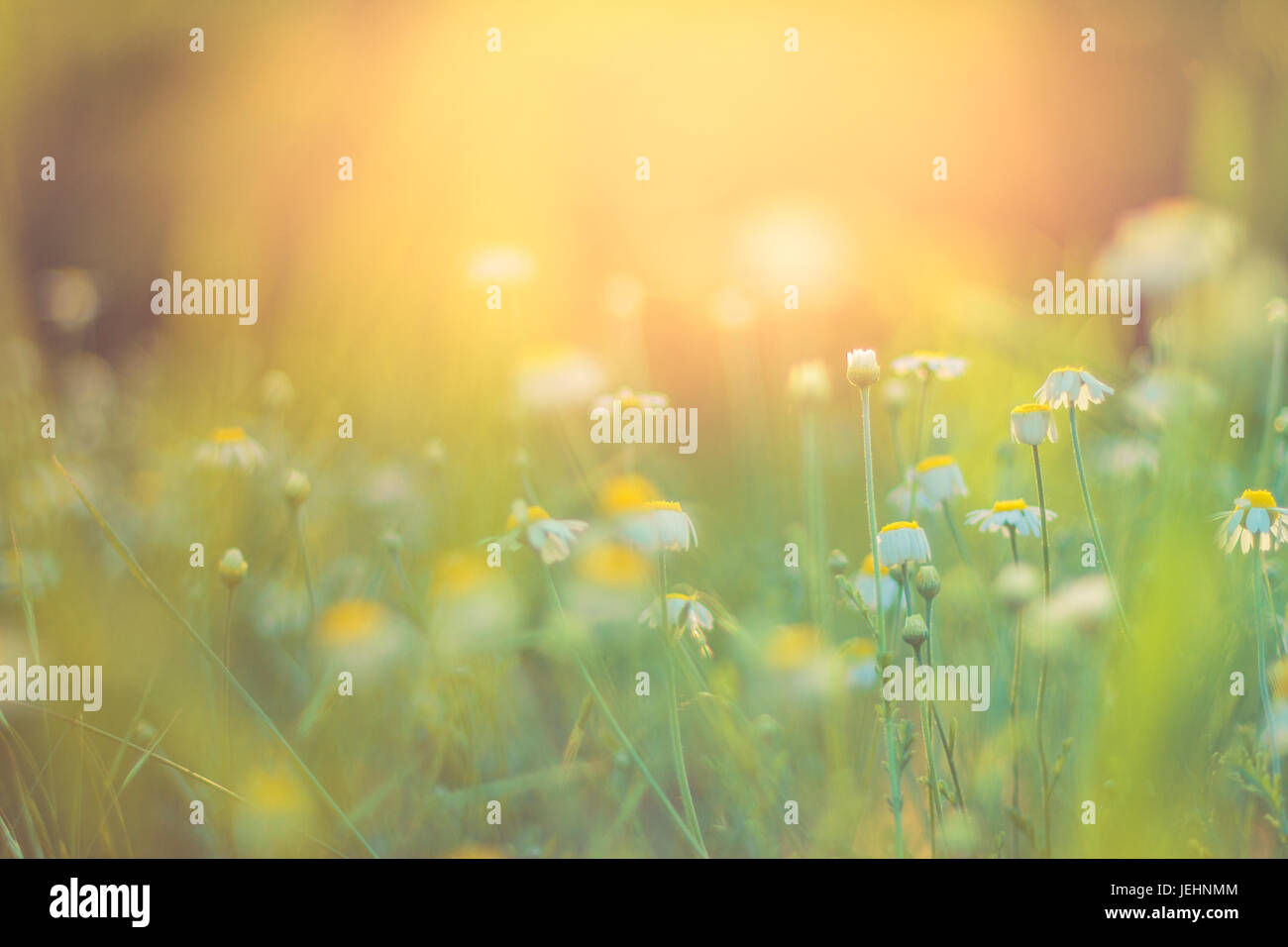 Wallpaper #1mjGGZMBSpphPi3-6hiW35 Nature of Background Hi Res Stock Photography and Images Alamy