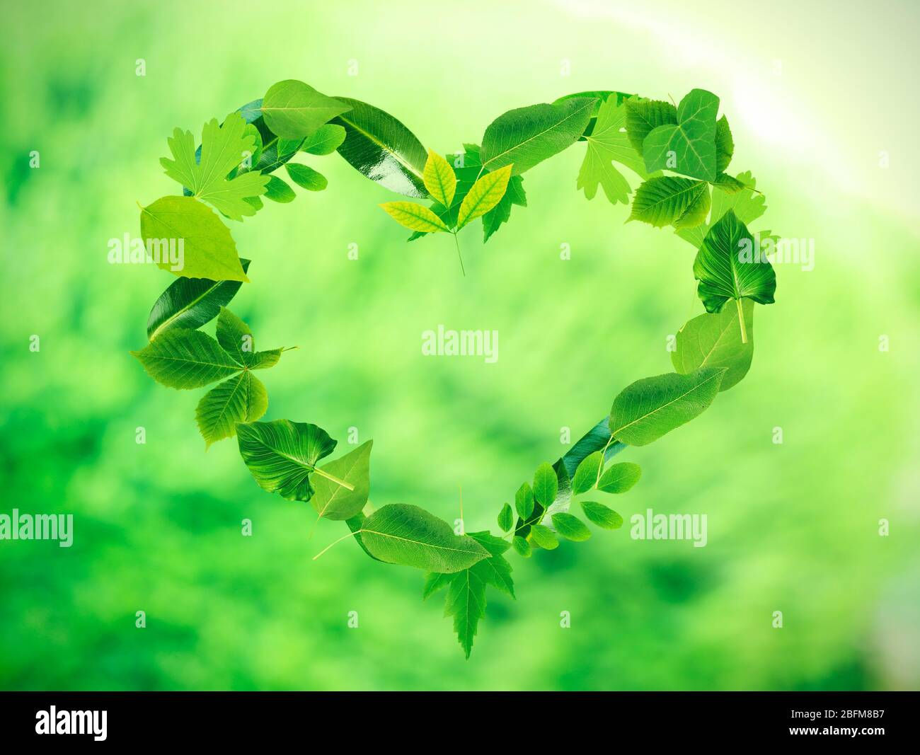 Wallpaper #Tmd395IBSpphPi3-tobx391 Heart of Different Green Leaves on Nature Background Stock Photo Alamy