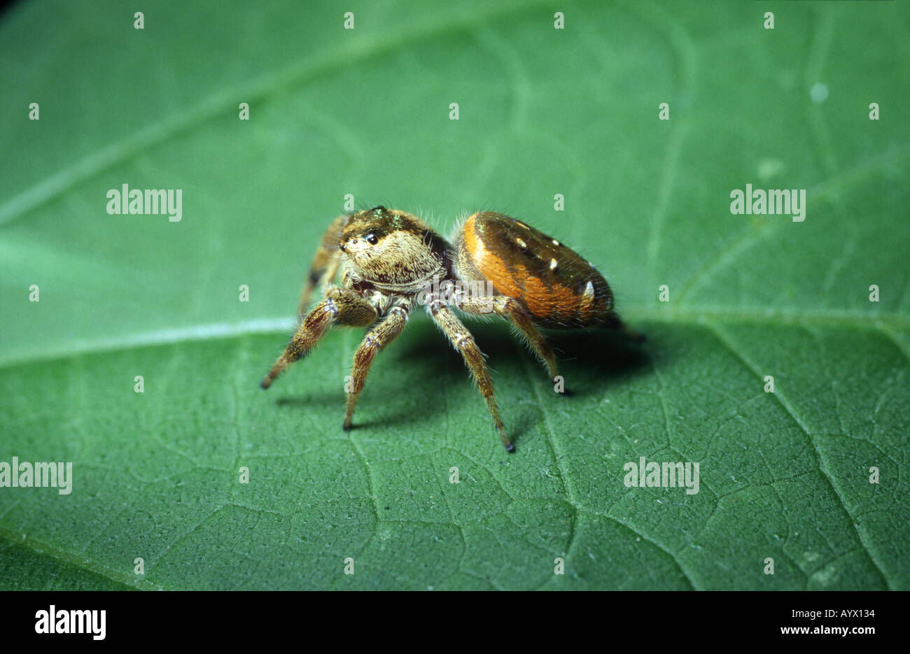 Wallpaper #wmfS65IBSpphPi3-9k4K22 Covered with Orange and Metallic Green Scales This Jumping Spider is a