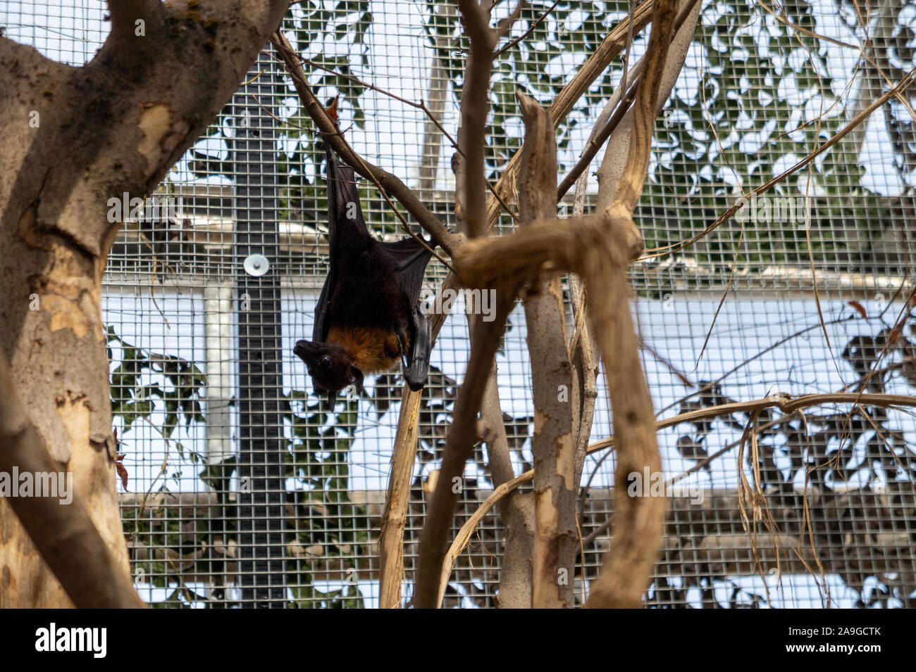 Wallpaper #2mdTDJMBSpphPi3-nt1P28 Bat Hanging from a Tree Looks Left Stock Photo Alamy