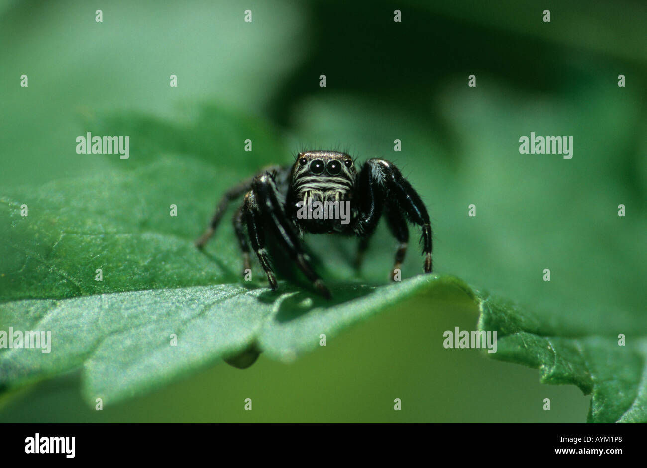 Wallpaper #e2dv9JIBSpphPi3-JXru329 Jumping Spider Stock Photo Alamy