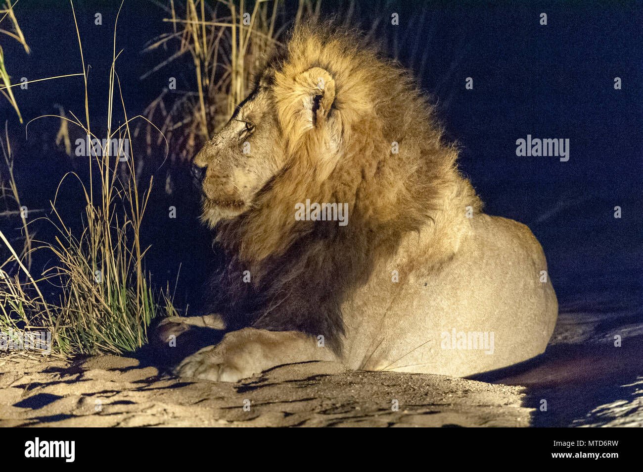 Wallpaper #354B4 Male Lion Hunting at Night 1 Andrew Yeoman Flickr