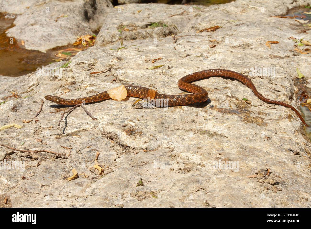 Wallpaper #9mdFCpMBSpphPi3-NNO0357 A Dice Snake Crawling on the Rock Stock Photo Alamy