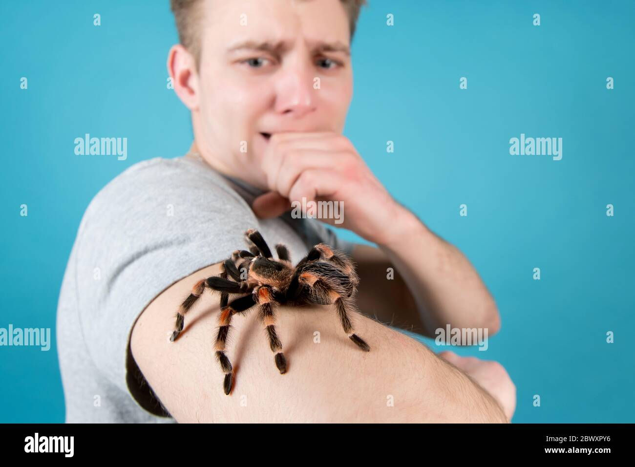 Wallpaper #22hxHJMBSpphPi3-wiLQ239 The Man is Scared and Tries Not to Move Because He Has a Huge Spider