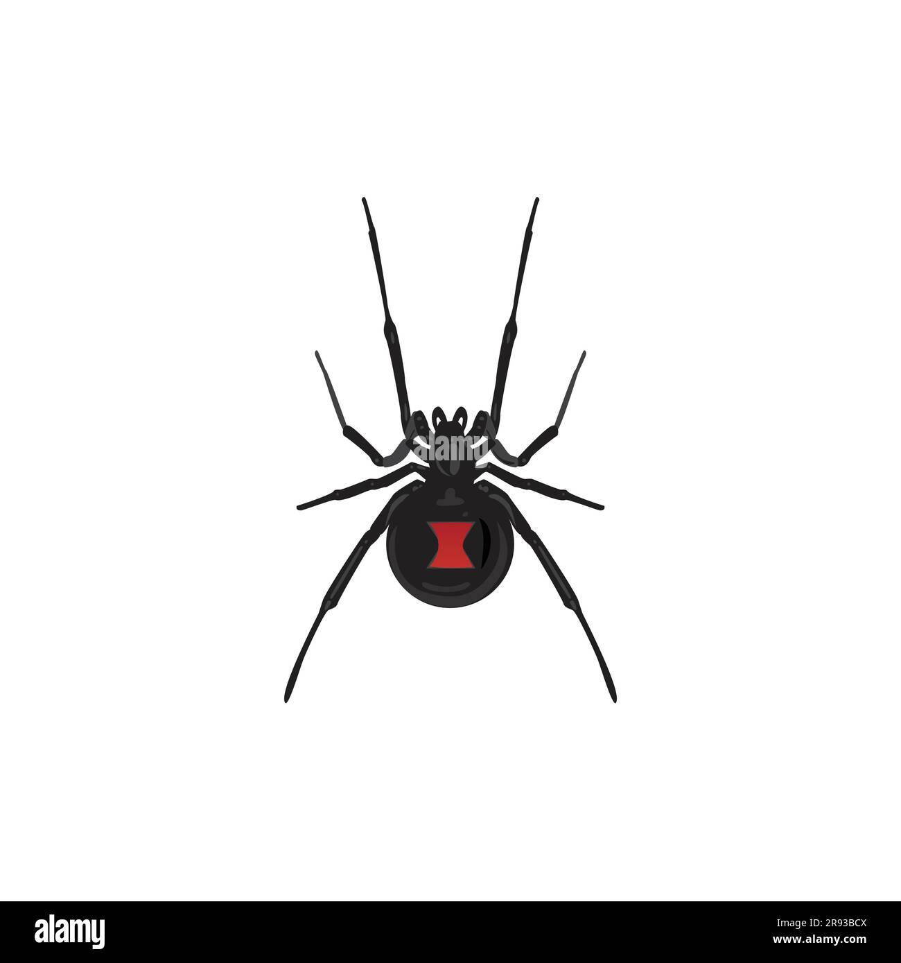 Wallpaper #5vQUOpMBKFX8bn3rPHdj256 Life Like Black Widow Spider Latrodectus Insect Bug Stock Vector