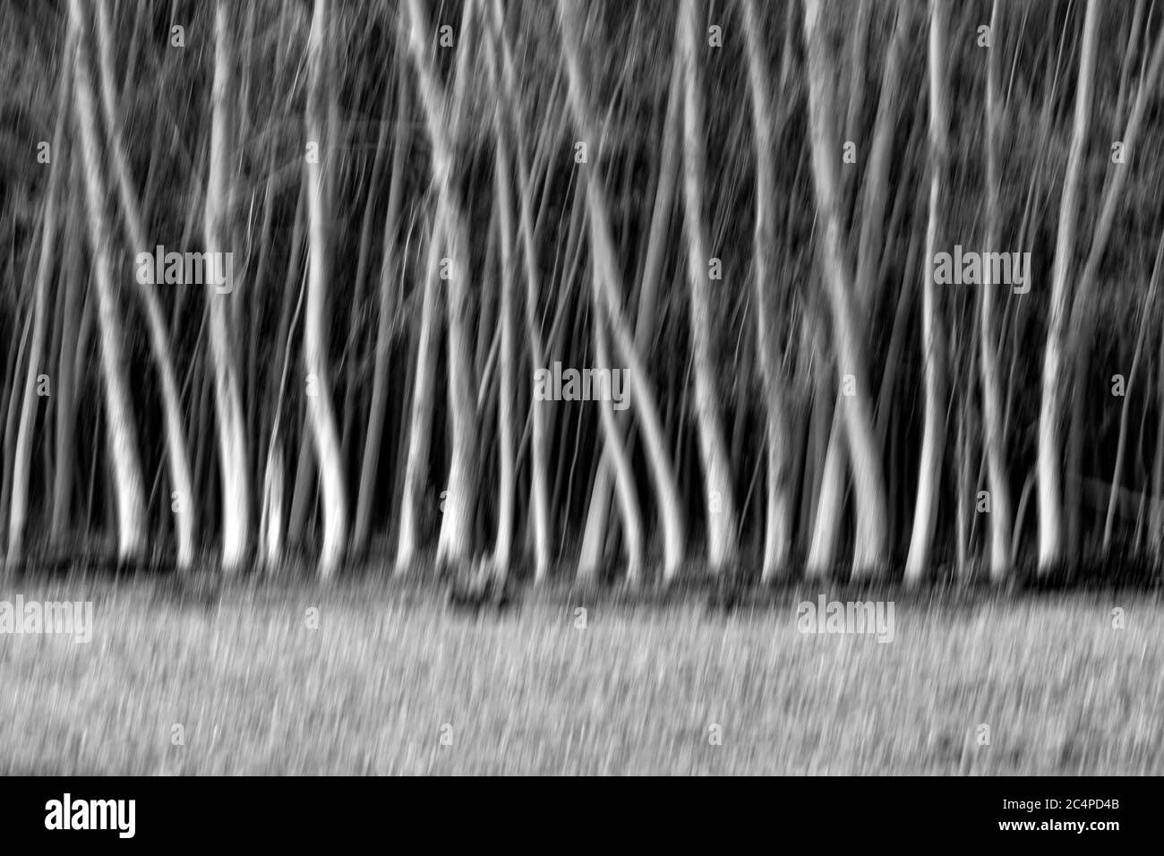 Wallpaper #gHdqKJMB-pgBXx60Yaql179 Abstract Nature Motion Blur Background Stock Photo Alamy