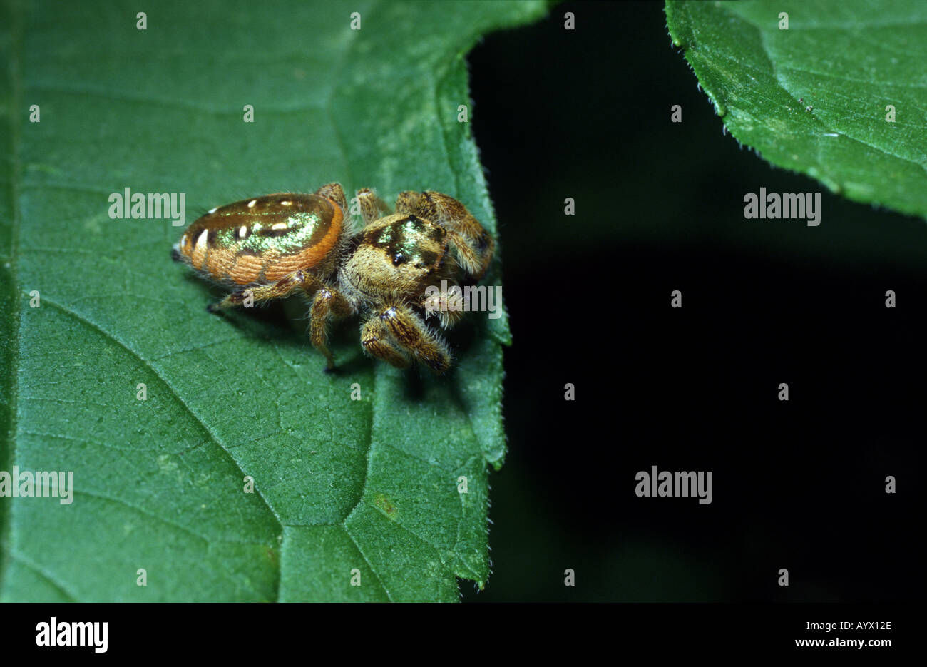 Wallpaper #wmfS65IBSpphPi3-9k4K20 Covered with Orange and Metallic Green Scales This Jumping Spider is a