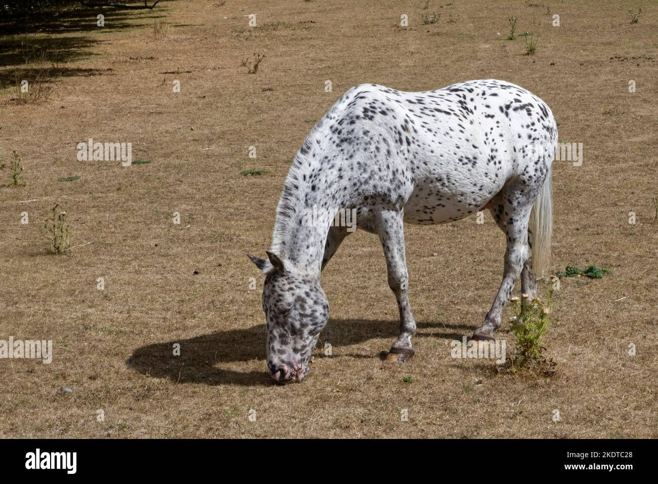 Wallpaper #ovBcgJcBi4JM6agGYCEx174 Grey Appaloosa Horse