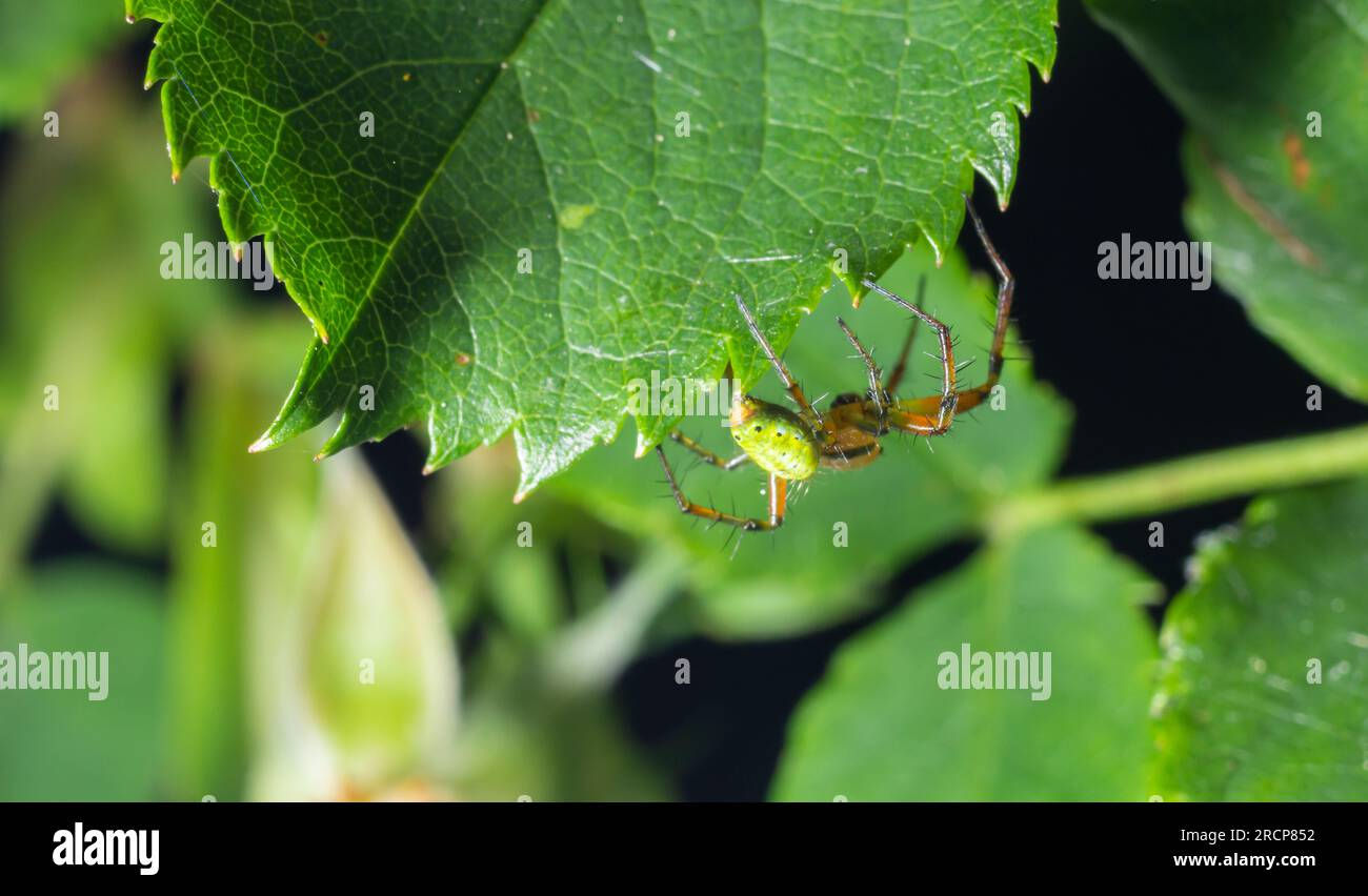 Wallpaper #-vQcOpMBKFX8bn3rt3dJ309 Tiny Green Spider Araniella Cucurbitina Aka the Cucumber Green Spider