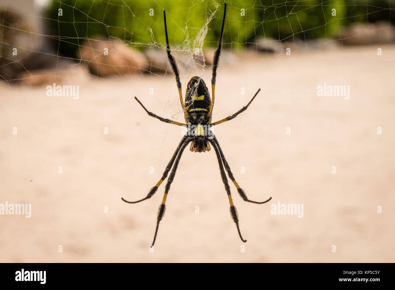 Wallpaper #MPSwOZMBKFX8bn3r33ez362 Golden Orb Silk Weaver Spider Cape Verde Islands Stock Photo Alamy