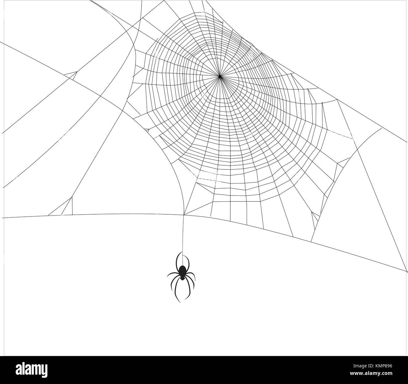Wallpaper #52dP85IBSpphPi3-BnRA41 Spiders Web Vector Stock Vector Image Art Alamy